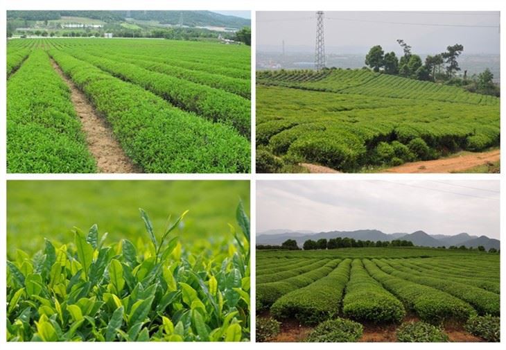buy Chunmee Tea