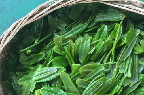 What Are Tea Stems and Do They Affect Green Tea Taste What Are Tea Stems and Do They Affect Green Tea Taste