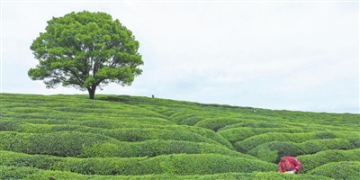 Kilden til Krudtte i Verden
