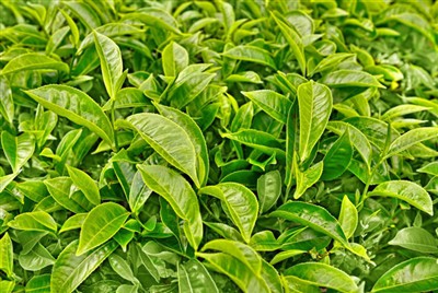 Global Tea Industry Brief i 2023